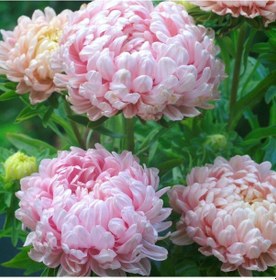 Resim Soft Pembe Ponpon Aster Çiçeği Tohumu 50 Tohum 