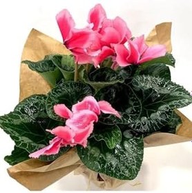 Resim Pembe Kırçıllı Cyclamen Sıklamen Saksı Çiçeği 35 Cm Hediyelik Çiçek, SRD1322025BYB177 