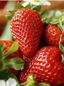 Resim Rüzgarbotanik Alisa Çilek Fidesi 30Adet 