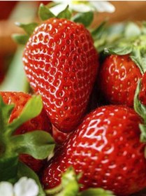 Resim Rüzgarbotanik Alisa Çilek Fidesi 30Adet 