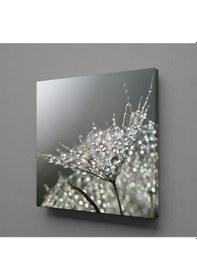Resim Karahindiba Çiçeği Tüğleri Kanvas Tablo 200x200cm 