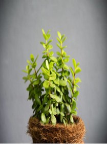 Resim Bitkim Sende Kampanyalı 2'li Set Crassula Portulacaria Afra Succulent Sempervivum Sukulent Dolgun Formlu 