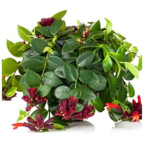 Resim Ruj Çiçeği Aeschynanthus - Askılı Saksıda 5 Adet 