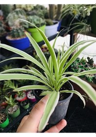 Resim Foliumbotanik Kurdele Çiçeği Ke57 