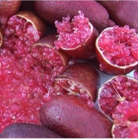 Resim 5 Yaş Aşılı Finger Lime Mıa Rose. Torbada 