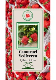 Resim 45 Adet Camuruel Çilek Fidesi Açık Kök ve Taze Söküm (Frigo) 