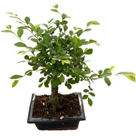 Resim Bonsai - Zelkova 