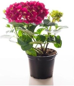 Resim Sevgililer Gününe Özel Fuşya Renk Ortanca Çiçeği Sarı Milli Kaktüs Hediyeli 