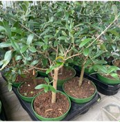 Resim 10 Adet Zeytin Fidanı Nikah Şekeri & Özel Gün Hediyesi 