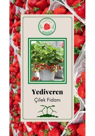 Resim 22 Adet Yediveren Çilek Fidesi Açık Kök ve Taze Söküm (Frigo) 