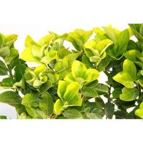 Resim Gold Taflan Euonymus Japonica Aurea Sarı Çit Bitkisi 6 Li Dik 