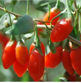 Resim Kırmızı Goji Berry Fidanı 5 Adet 
