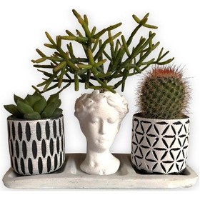 Resim Kaktüs & Echeveria & Rhipsalis 3'lü Sukulent Seti | Helen Beyaz & Desenli Seri 