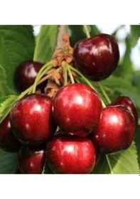 Resim 3 Yaş Aşılı Kiraz Fidanı Star Giant, Torbada 