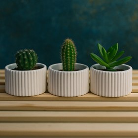 Resim Omerella 3 Lü Sukulent Kaktüs Saksı 