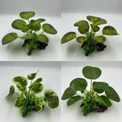 Resim 1 adet Yuvarlak Yapraklı Yapay Su Bitkileri, Balık Tankları ve Terrariumlar için Uygun, Sürüngenler ve Amfibiler için Tasarlanmış. 