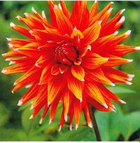 Resim Color Spectacle Dahlia İri Yıldız Çiçeği Yumrusu 1 Adet 