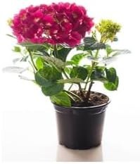 Resim Sevgililer Gününe Özel Fuşya Renk Ortanca Çiçeği Sarı Milli Kaktüs Hediyeli 