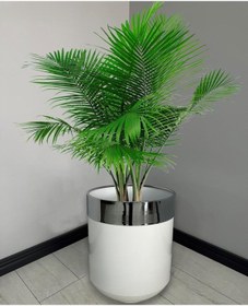 Resim Dekoratif Krom Darbuka Parlak Beyaz Saksı 60cm 