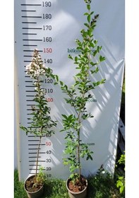 Resim 3 Yaş Beyaz Oya Ağacı 