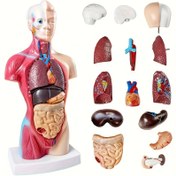 Resim 26,67 cm Dayanıklı PVC Anatomi Organ Modeli - Tıp Öğrencileri için Sökülebilir İnsan Anatomisi Sergileme, Eğitici Çalışma ve Sınıf Kullanımı | Etkileşimli Öğrenme Modeli | Sağlam Plastik Yapı, Biyoloji Öğretmenleri İçin Uzun Ömürlü Malzeme 