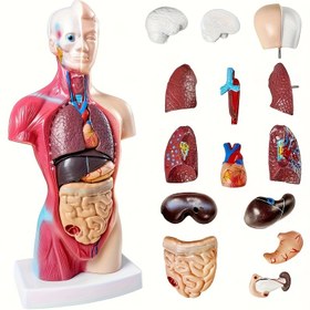 Resim 26,67 cm Dayanıklı PVC Anatomi Organ Modeli - Tıp Öğrencileri için Sökülebilir İnsan Anatomisi Sergileme, Eğitici Çalışma ve Sınıf Kullanımı | Etkileşimli Öğrenme Modeli | Sağlam Plastik Yapı, Biyoloji Öğretmenleri İçin Uzun Ömürlü Malzeme 