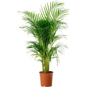 Resim Areka Palmiyesi 100-120cm 