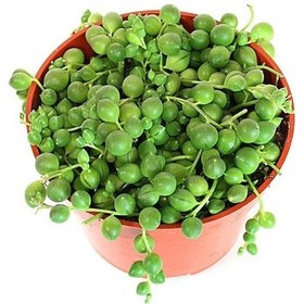 Resim Tespih Çiçeği Senecio Rowleyanus 5 Adet 