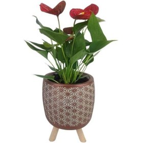 Resim Mini Antoryum Kiremit Rengi Motif Desenli Saksıda Flamingo Çiçeği 