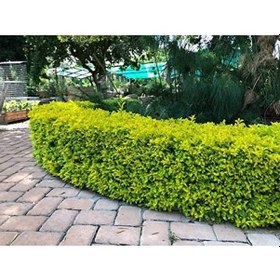 Resim Gold Taflan Euonymus Japonica Aurea Canlı Çit Bitkisi 10 Adet 
