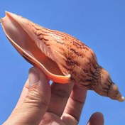 Resim Hami Spiral Kabuklar, Benzersiz Deniz Salyangozu Kabukları, Akvaryumlara, Fotoğrafçılık Aksesuarlarına ve Evde Koleksiyonluk Süsler için Dekoratif Ürünler. 