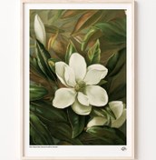 Resim Manolya Grandiflora, Poster 