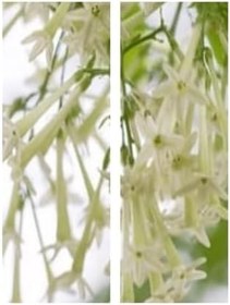 Resim Videolu Mis Kokulu Melisa Kolanya Çiçeği Fidanı 40-60 Cm Saksılı Çiçekli Bodur Cestrum Nocturnum 