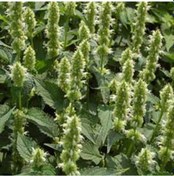 Resim Dev Meksida Beyazı Hyssop Çiçeği Tohumu 50 Tohum 