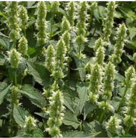 Resim Dev Meksida Beyazı Hyssop Çiçeği Tohumu 50 Tohum 