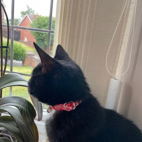 Resim Cat Collar Velvet Cat Collar with Bell 015263 - Fuchsia Bow Tie / S/M 