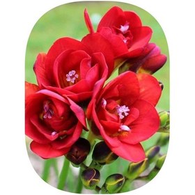 Resim 2 Adet Kırmızı Frezya Çiçeği Soğanı Katmerli Mis Kokulu 