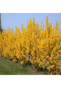 Resim Forsythia İntermedia Soğuklara Dayanıklı Sarı Çiçek Açan Altın Çanı Fidanı 70-120 Cm 
