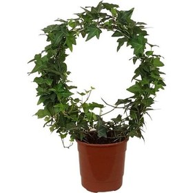 Resim Çember Hedera - Araliaceae 