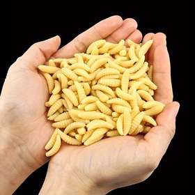 Resim 20/50/100 adet Simülasyon Solucan Balıkçılık Yemleri, 2cm/0.79in Yumuşak Gerçekçi Suni Solucan Yem, Balıkçılık Malzemeleri 