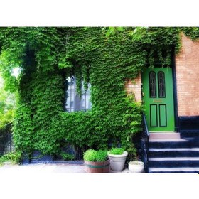 Resim Hedera Sarmaşık 50-100 Cm 10 Adet 