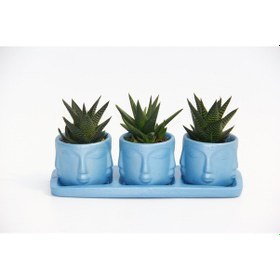 Resim Trio Mavi Adler Sukulent Seti - Haworthia Limifolia. Rigida 