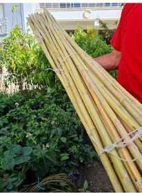 Resim Bambu Fidan Bitki Destek Çubuğu 30 Adet 2 Metre Boy 