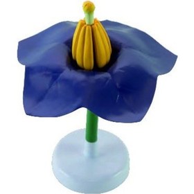 Resim Patates Çiçeği 