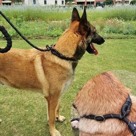 Resim Reflektörlü Köpek Gezdirme Kayışı 03422 - Mavi KÖPÜK / M / Tasma Gezdirme Kayışı 