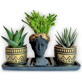 Resim Haworthia 3'lü Sukulent Seti Helen Siyah & Gold Seri 