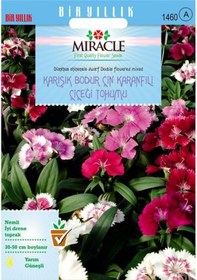 Resim Miracle Karışık Renkli Bodur Çin Karanfili Çiçeği Tohumu 100 To 