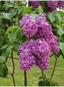 Resim Videolu Mis Kokulu Leylak Fidanı 60-80 Cm Saksılı/Tüplü Dış Mekan Bitkileri Lilac 
