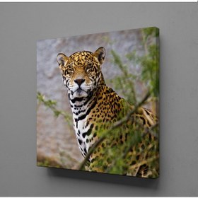 Resim Leoparın Duruşu Kanvas Tablo 