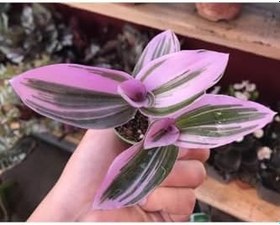 Resim Tradescantia Nanouk Pembe Telgraf Çiçeği, BTSR532 